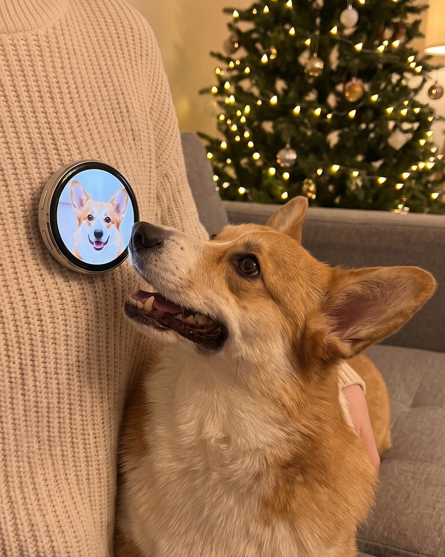 Smiling corgi beside a Lumipin that shows his photo.