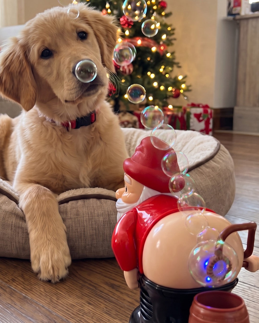 A golden retriever puppy staring at the bubbles coming out of the Santa toy.