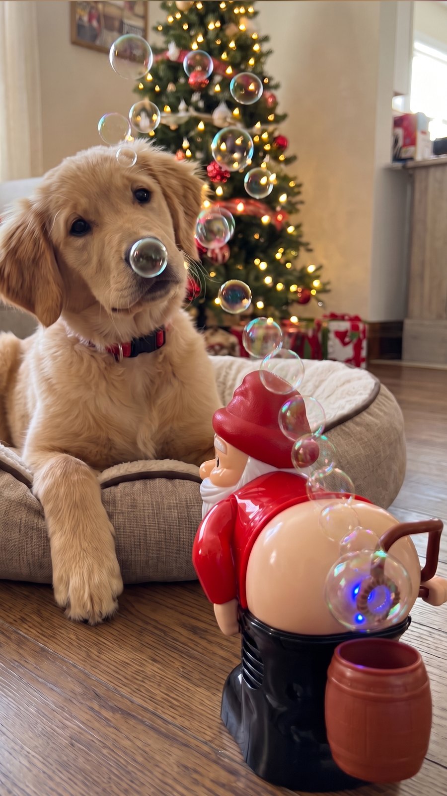 A golden retriever tilting its head at the Santa blowing bubbles beside its bed.